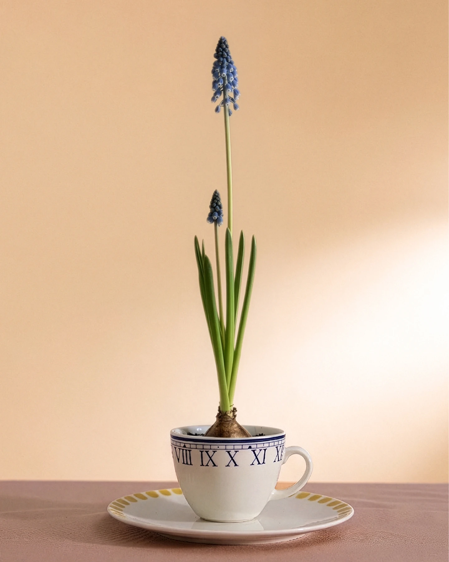 Home Decor Online Lebanon - Madame Coco